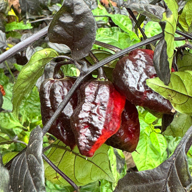 Jay's Pink x Leopard Reaper - Seeds - The Pepper Pantry (Formerly Marie Sharp's)